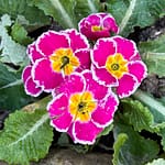 Primevère Sweetie rose