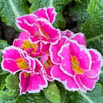 Primevère Sweetie rose
