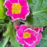 Primevère Sweetie rose