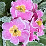 Primevère Sweetie rose