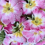 Primevère Sweetie rose