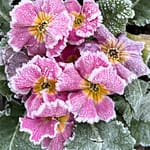 Primevère Sweetie rose